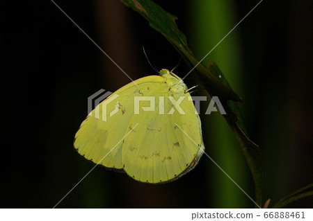 晚上睡在樹枝上的普通草黃色 晚上睡在樹枝上的普通草黃色 66888461