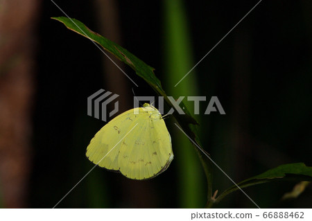 Common grass yellow sleeping on a branch at night 66888462