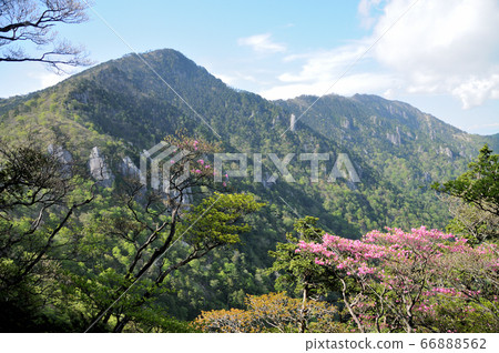View of Mount Shakaga from the vicinity of Gokakusen (Akebonoto Azalea blooms) View of Mount Shakaga from the vicinity of Gokakusen (Akebonoto Azalea blooms) 66888562