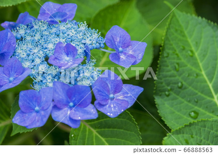 雨後的繡球花 66888563