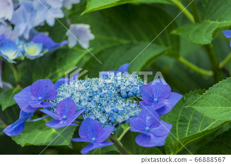 Hydrangea after the rain 66888567