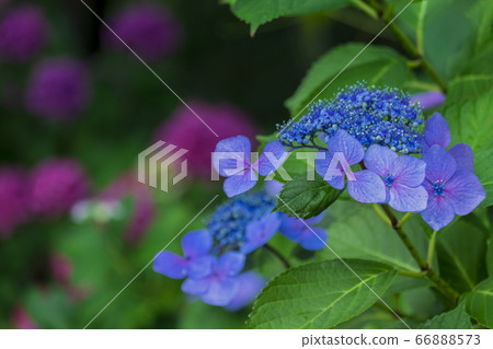 雨後的繡球花 雨後的繡球花 66888573