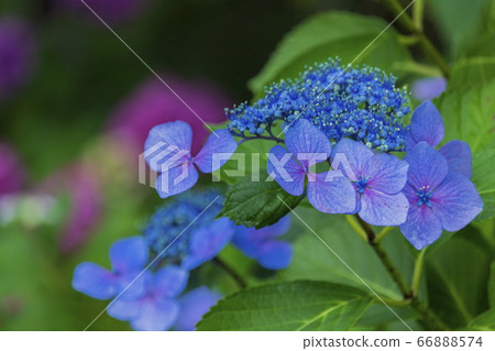 繡球花,繡球花,繡球花 繡球花,繡球花,繡球花 66888574