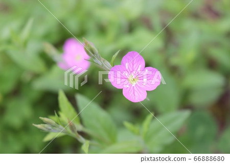小粉紅場花 小粉紅場花 66888680