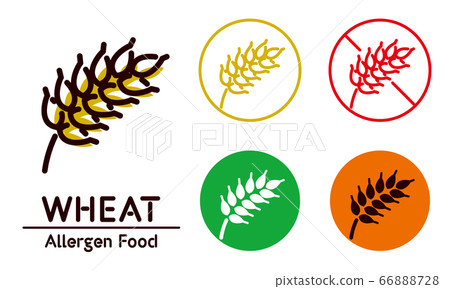 矢量 小麥 小麥粉 66888728