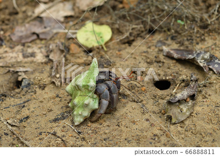 Natural monument Hermit Crab Terrestrial Hermit Crab 66888811