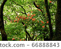 Yamatsuzai blooms Orange azaleas are pretty on the oranges that bloom during the rainy season in the mountains 66888843