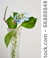 Hydrangea and screw vana 66888848