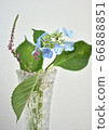 Hydrangea and screw vana 66888851