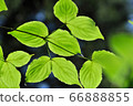 Fresh green 66888855