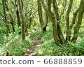 Beech forest 66888859