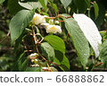 Matatabi Flower 66888862