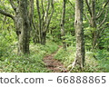 Beech forest 66888865