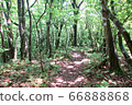 Beech forest 66888868