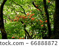 Yamatsuji blooming in the mountains 66888872