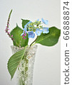 Hydrangea and screw vana 66888874