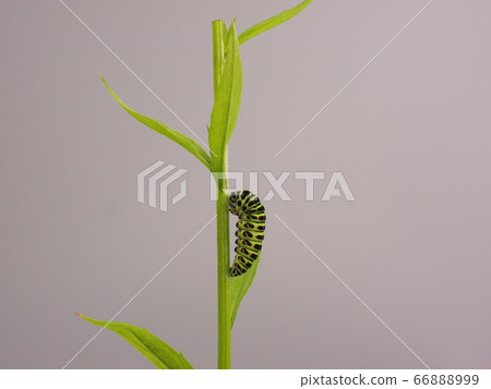 Nature observation/Foraging pupae 66888999