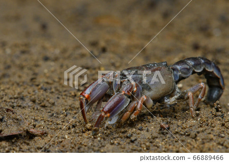 Okinawa Anajaco Mud lobster Mangrove lobster Anajaco 66889466