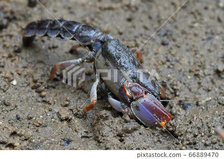 Okinawa Anajaco Mud lobster Mangrove lobster Anajaco 66889470