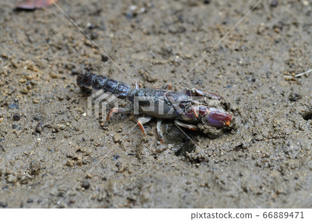 沖繩Anajaco泥龍蝦紅樹林龍蝦Anajaco 沖繩Anajaco泥龍蝦紅樹林龍蝦Anajaco 66889471