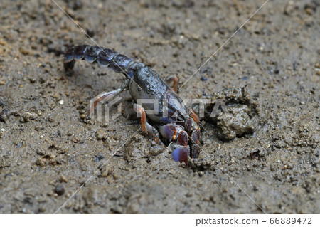 Okinawa Anajaco Mud lobster Mangrove lobster Anajaco 66889472