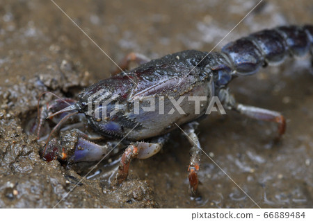 沖繩Anajaco泥龍蝦紅樹林龍蝦Anajaco 沖繩Anajaco泥龍蝦紅樹林龍蝦Anajaco 66889484