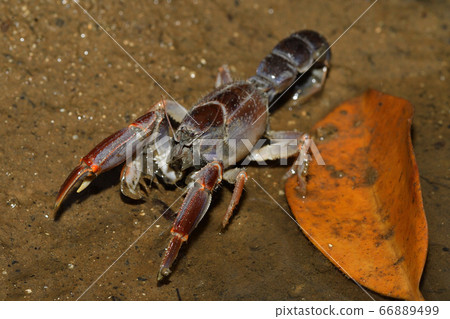 Okinawa Anajaco Mud lobster Mangrove lobster Anajaco 66889499