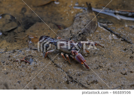 Okinawa Anajaco Mud lobster Mangrove lobster Anajaco 66889506