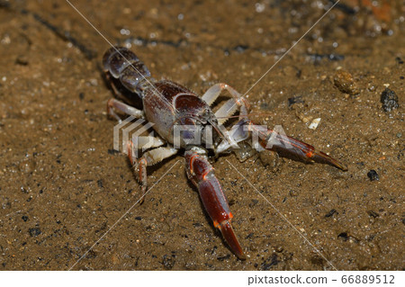 Okinawa Anajaco Mud lobster Mangrove lobster Anajaco 66889512
