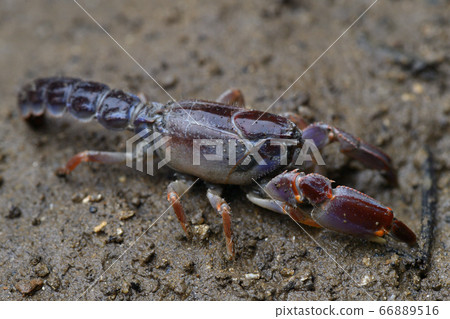 Okinawa Anajaco Mud lobster Mangrove lobster Anajaco 66889516