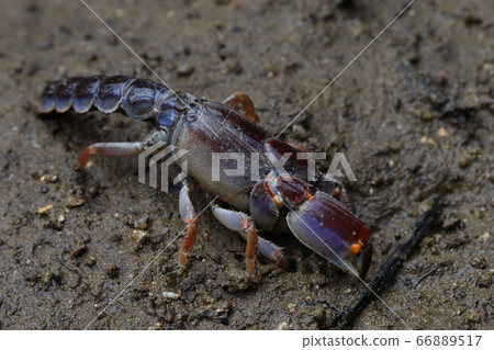 Okinawa Anajaco Mud lobster Mangrove lobster Anajaco 66889517