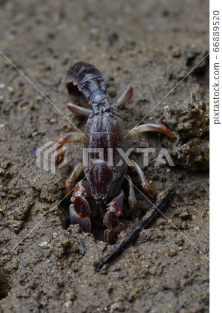 Okinawa Anajaco Mud lobster Mangrove lobster Anajaco 66889520