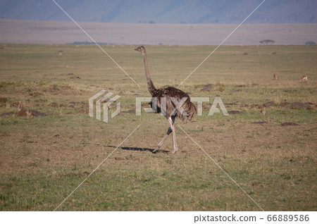 African savanna 66889586