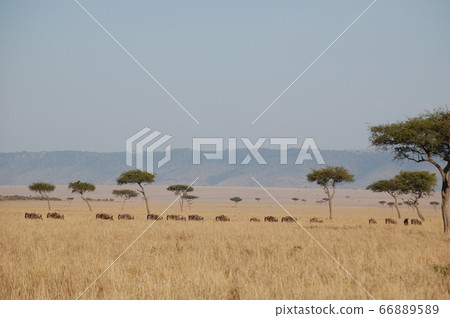 African savanna 66889589