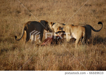 African savanna African savanna 66889610