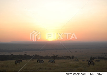 African savanna 66889626