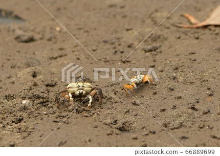 Okinawa Hakusen Fiddler crab female ♀ 66889699