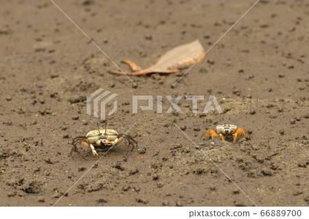 Okinawa Hakusen Fiddler crab female ♀ 66889700