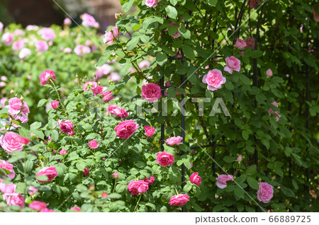 Blooming roses in the garden Blooming roses in the garden 66889725