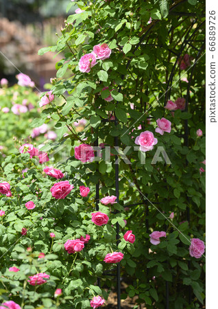 在花園裡盛開的玫瑰 在花園裡盛開的玫瑰 66889726