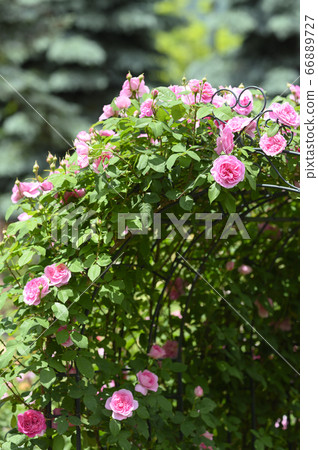 Blooming roses in the garden Blooming roses in the garden 66889727
