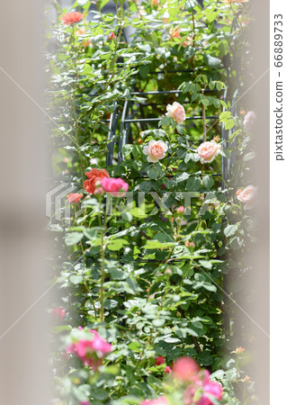 在花園裡盛開的玫瑰 在花園裡盛開的玫瑰 66889733