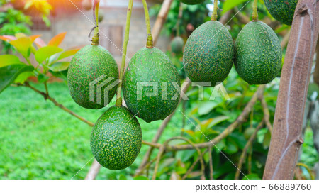 The 8th avocado species in the avocado breeding park, Tak, Thailand The 8th avocado species in the avocado breeding park, Tak, Thailand 66889760