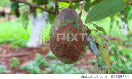 Avocado is broken Avocado is broken 66889764