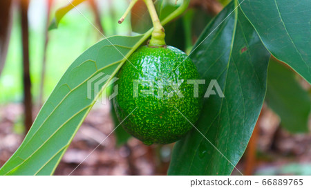 The 8th avocado species in the avocado breeding park, Tak, Thailand The 8th avocado species in the avocado breeding park, Tak, Thailand 66889765