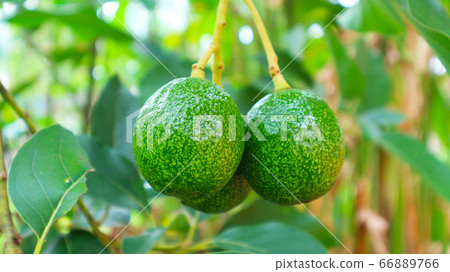 The 8th avocado species in the avocado breeding park, Tak, Thailand The 8th avocado species in the avocado breeding park, Tak, Thailand 66889766