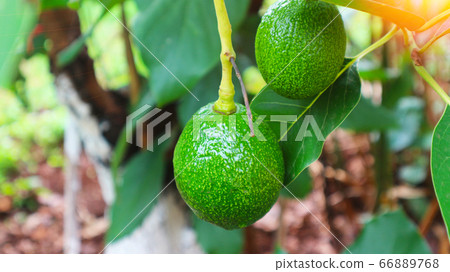 The 8th avocado species in the avocado breeding park, Tak, Thailand The 8th avocado species in the avocado breeding park, Tak, Thailand 66889768