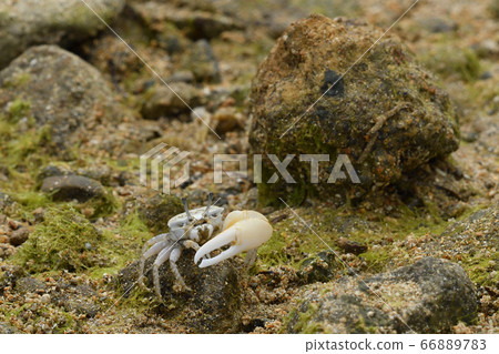 Okinawa Hakusen Cone Maneki ♂ Male Male 66889783