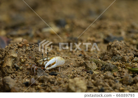 Okinawa Hakusen Cone Maneki ♂ Male Male 66889793