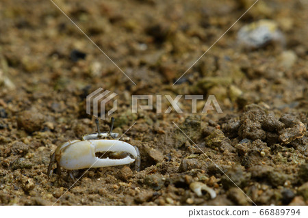 Okinawa Hakusen Cone Maneki ♂ Male Male 66889794